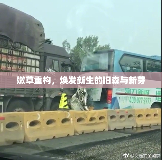 嫩草重构，焕发新生的旧森与新芽
