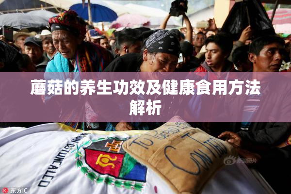 蘑菇的养生功效及健康食用方法解析