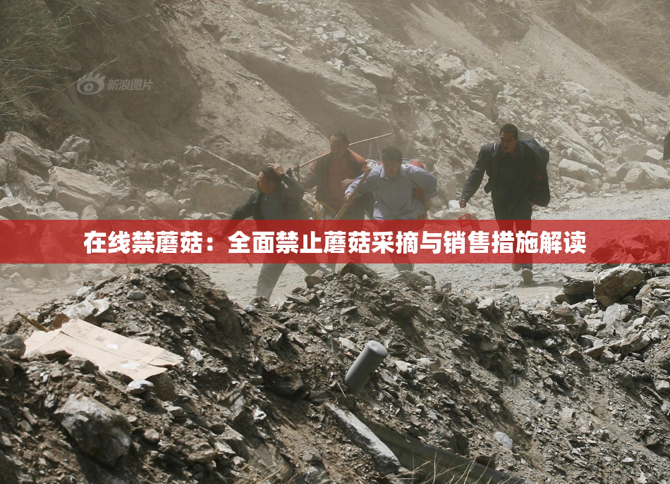 在线禁蘑菇：全面禁止蘑菇采摘与销售措施解读