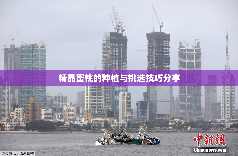 精品蜜桃的种植与挑选技巧分享