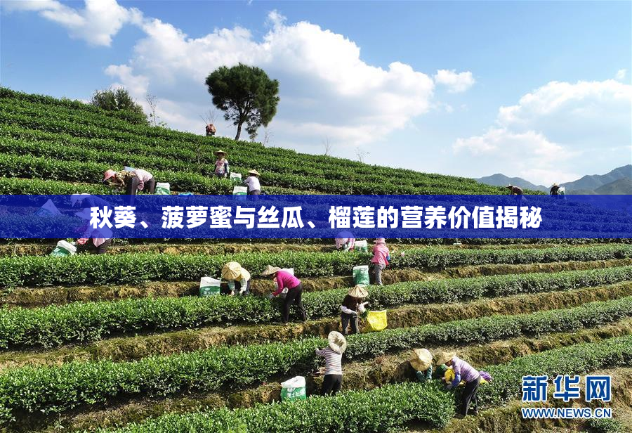 秋葵、菠萝蜜与丝瓜、榴莲的营养价值揭秘
