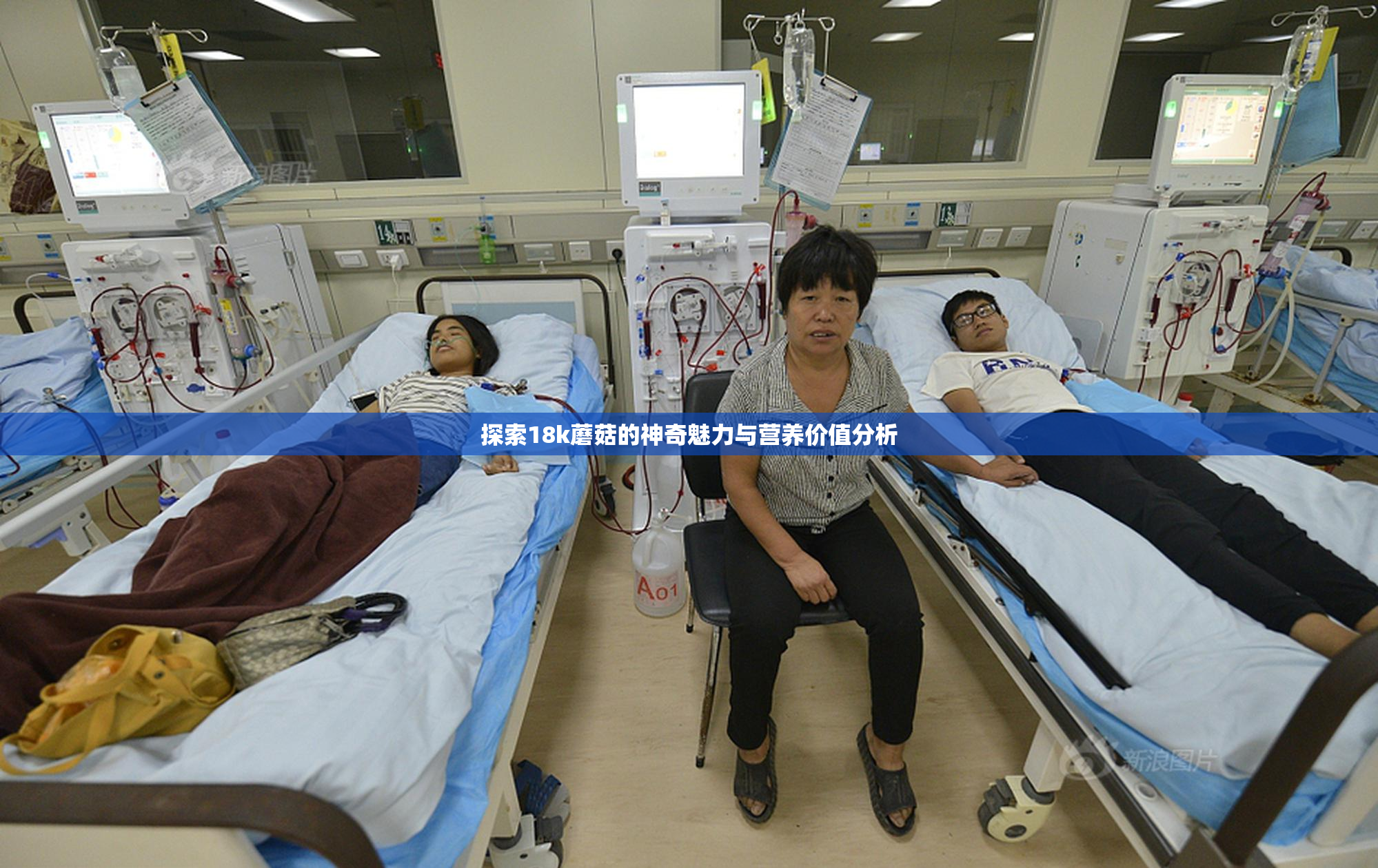 探索18k蘑菇的神奇魅力与营养价值分析
