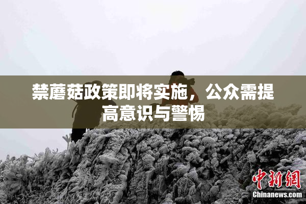 禁蘑菇政策即将实施，公众需提高意识与警惕