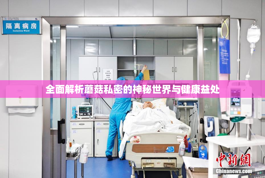 全面解析蘑菇私密的神秘世界与健康益处