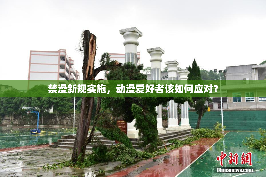 禁漫新规实施，动漫爱好者该如何应对？