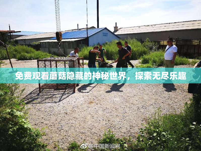 免费观看蘑菇隐藏的神秘世界，探索无尽乐趣