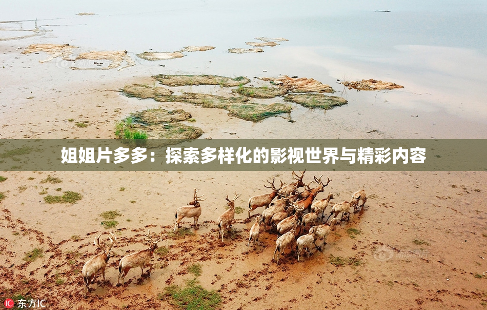 姐姐片多多：探索多样化的影视世界与精彩内容