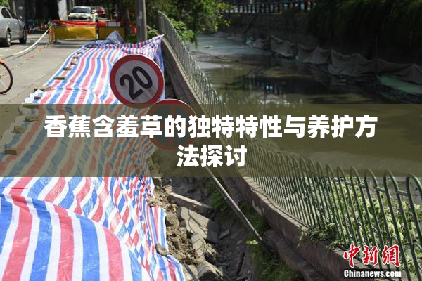 香蕉含羞草的独特特性与养护方法探讨