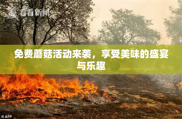 免费蘑菇活动来袭，享受美味的盛宴与乐趣