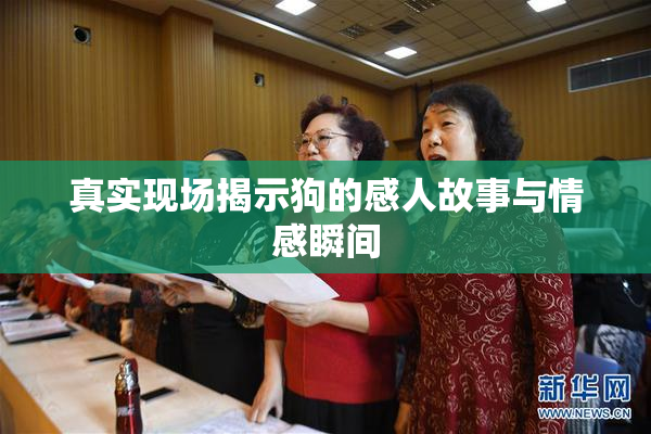 真实现场揭示狗的感人故事与情感瞬间
