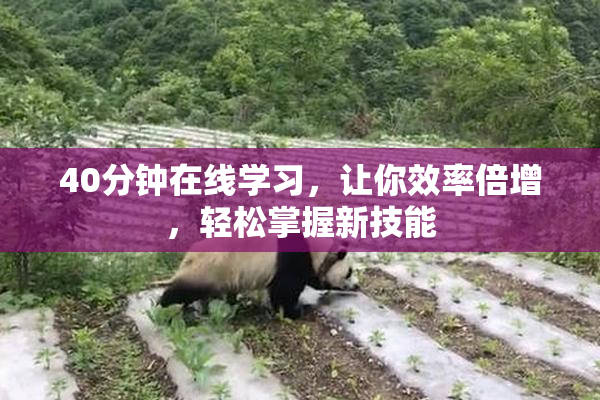 40分钟在线学习，让你效率倍增，轻松掌握新技能