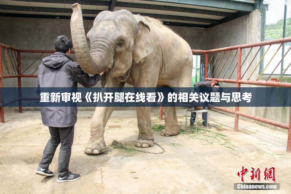 重新审视《扒开腿在线看》的相关议题与思考