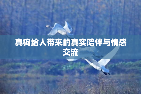 真狗给人带来的真实陪伴与情感交流