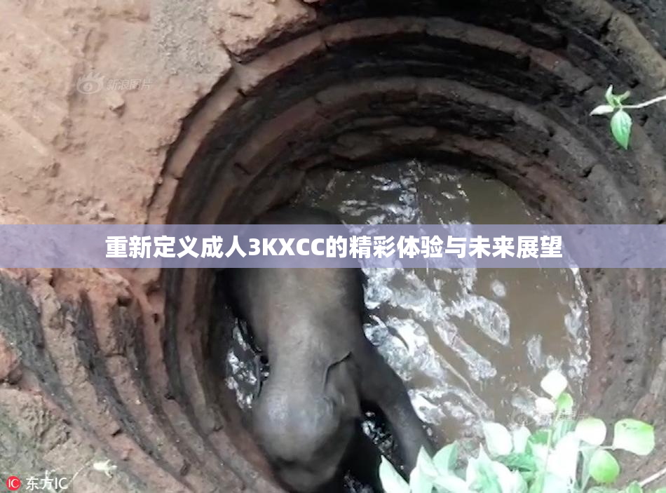 重新定义成人3KXCC的精彩体验与未来展望