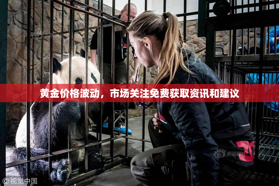 黄金价格波动，市场关注免费获取资讯和建议
