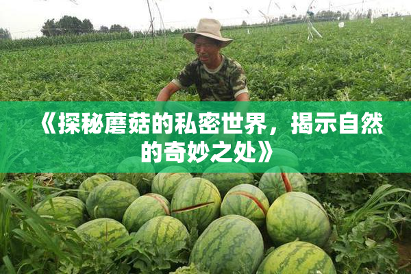 《探秘蘑菇的私密世界，揭示自然的奇妙之处》