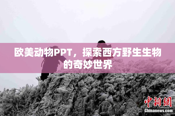 欧美动物PPT，探索西方野生生物的奇妙世界