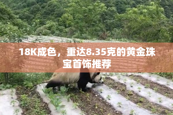 18K成色，重达8.35克的黄金珠宝首饰推荐