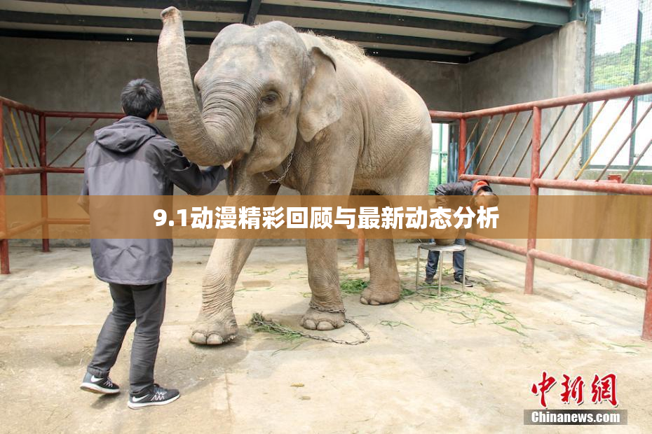 9.1动漫精彩回顾与最新动态分析