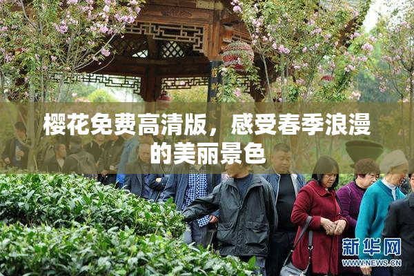 樱花免费高清版，感受春季浪漫的美丽景色