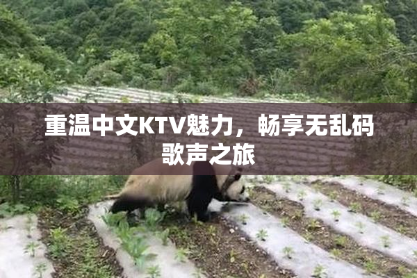 重温中文KTV魅力，畅享无乱码歌声之旅