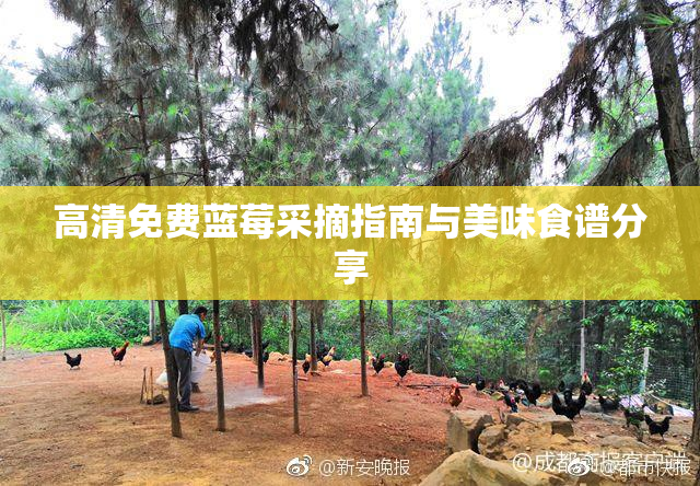高清免费蓝莓采摘指南与美味食谱分享