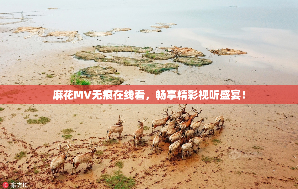 麻花MV无痕在线看，畅享精彩视听盛宴！