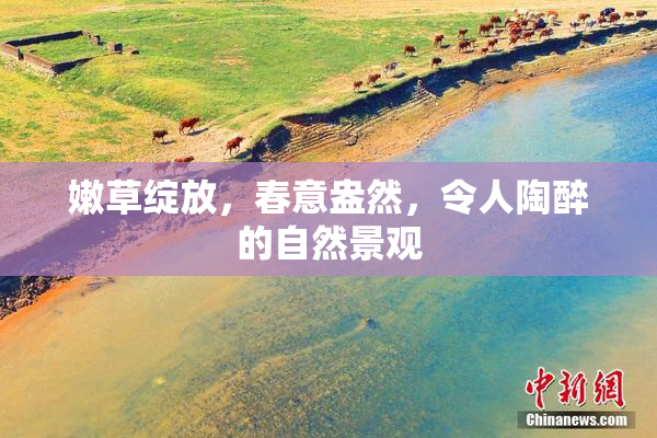 嫩草绽放，春意盎然，令人陶醉的自然景观