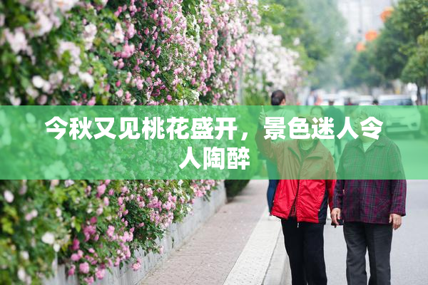 今秋又见桃花盛开，景色迷人令人陶醉