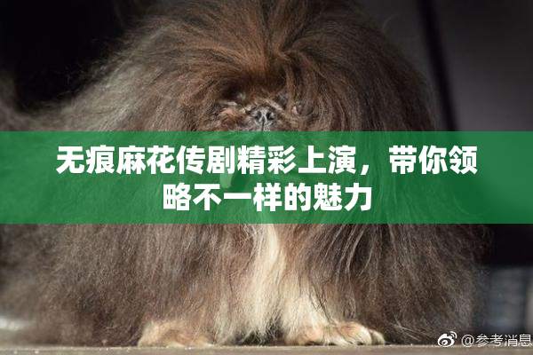 无痕麻花传剧精彩上演，带你领略不一样的魅力