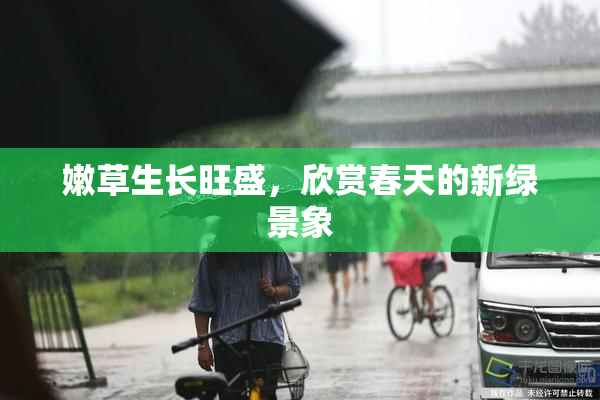 嫩草生长旺盛，欣赏春天的新绿景象