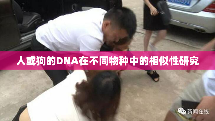 人或狗的DNA在不同物种中的相似性研究