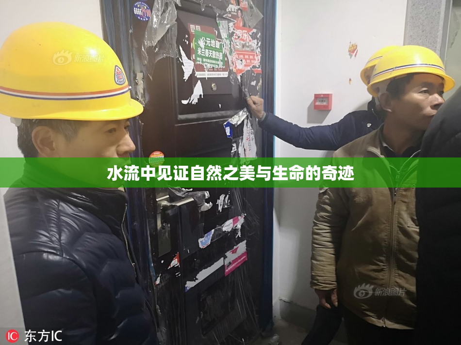 水流中见证自然之美与生命的奇迹