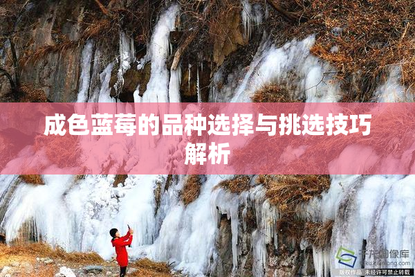 成色蓝莓的品种选择与挑选技巧解析