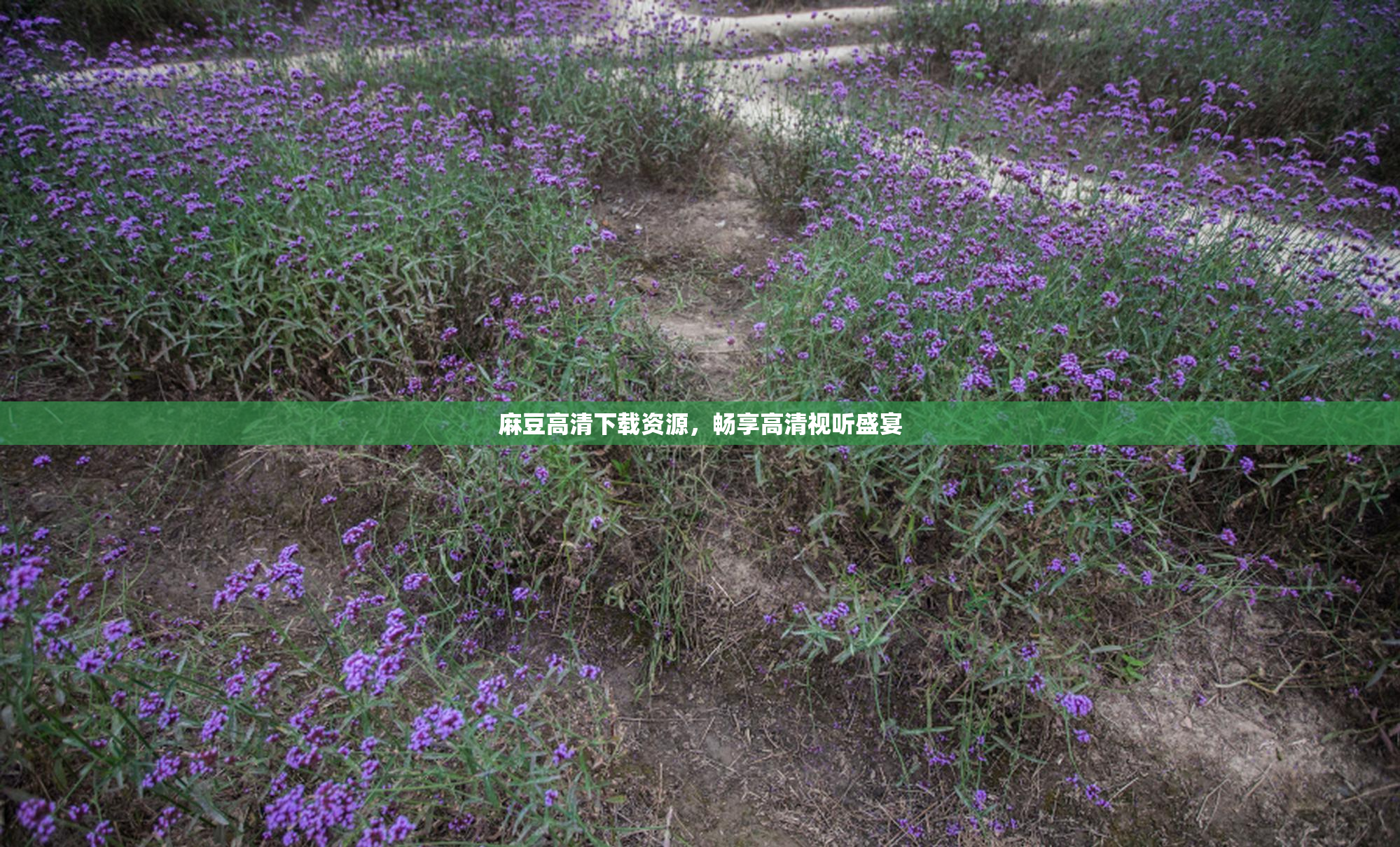 麻豆高清下载资源，畅享高清视听盛宴