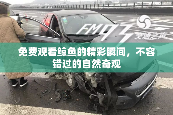 免费观看鲸鱼的精彩瞬间，不容错过的自然奇观