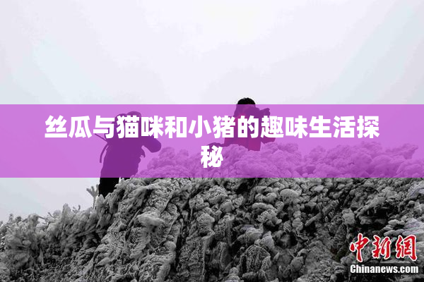 丝瓜与猫咪和小猪的趣味生活探秘