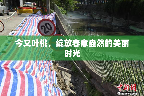 今又叶桃，绽放春意盎然的美丽时光