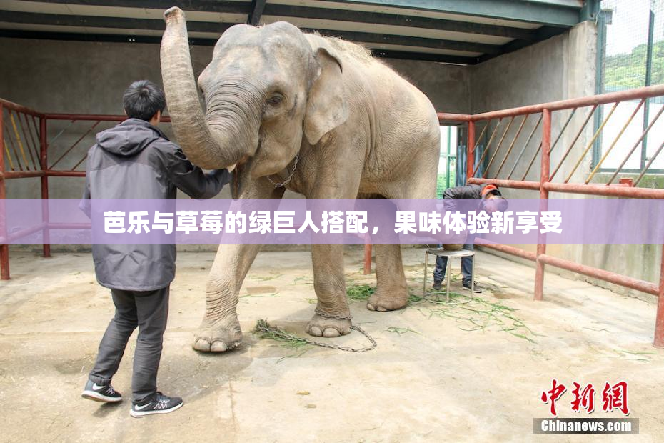 芭乐与草莓的绿巨人搭配，果味体验新享受