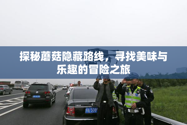 探秘蘑菇隐藏路线，寻找美味与乐趣的冒险之旅