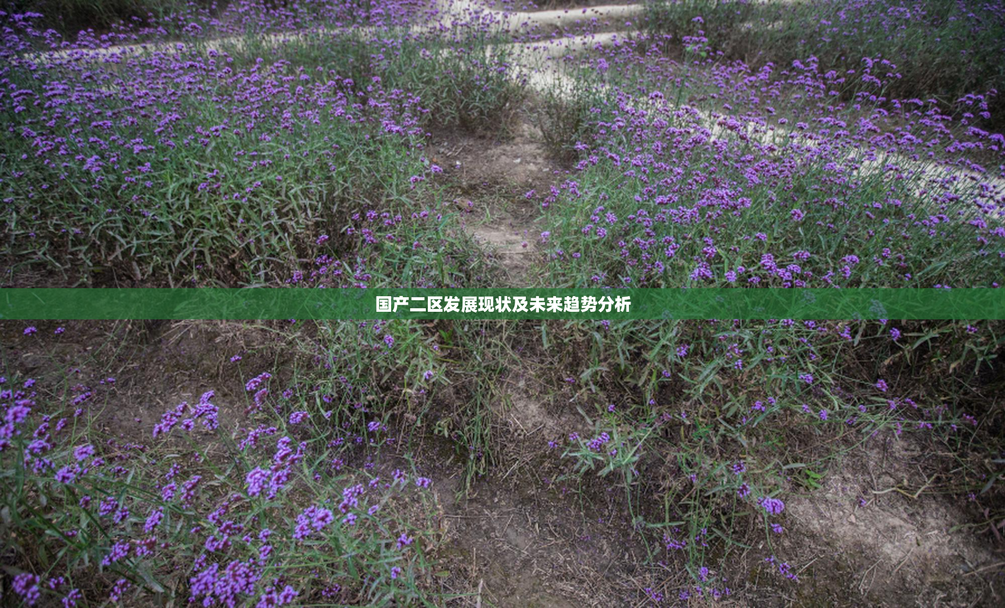 国产二区发展现状及未来趋势分析