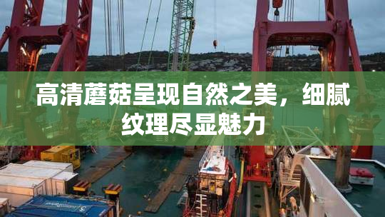 高清蘑菇呈现自然之美，细腻纹理尽显魅力