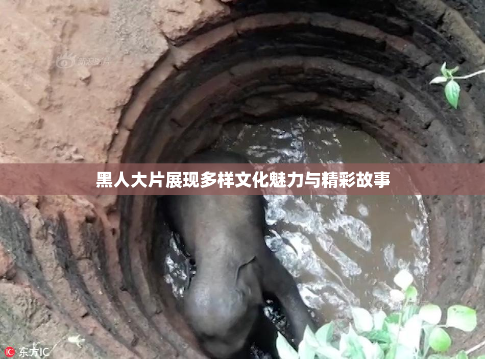 黑人大片展现多样文化魅力与精彩故事