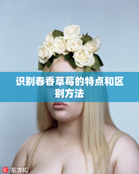 识别春香草莓的特点和区别方法