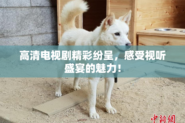 高清电视剧精彩纷呈，感受视听盛宴的魅力！