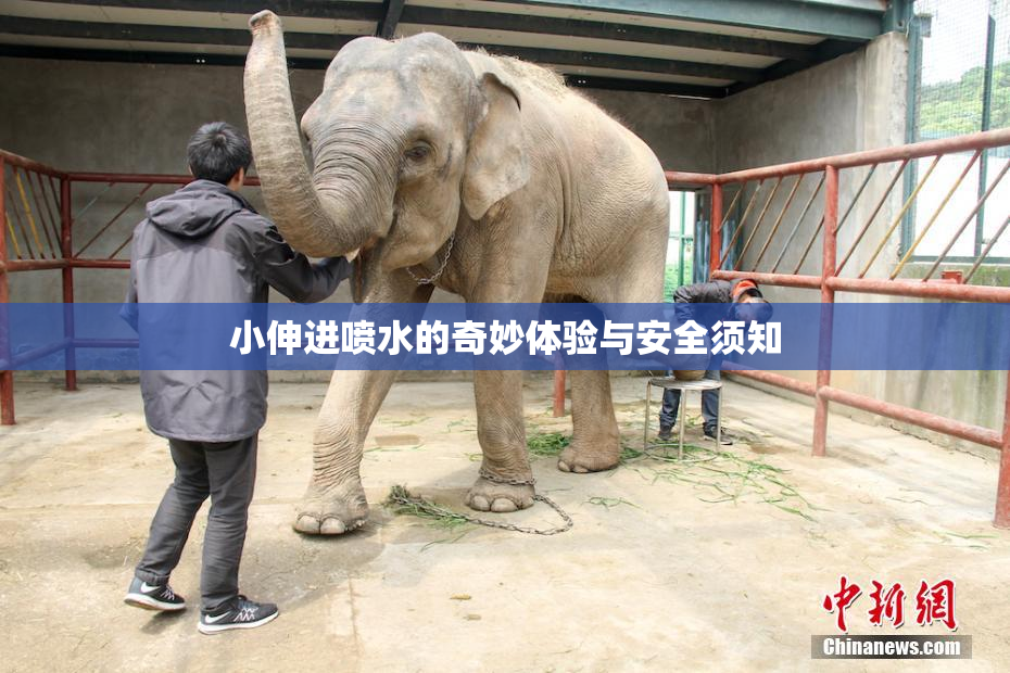 小伸进喷水的奇妙体验与安全须知