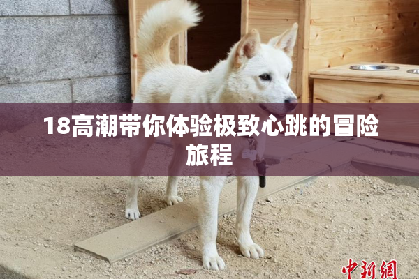 18高潮带你体验极致心跳的冒险旅程