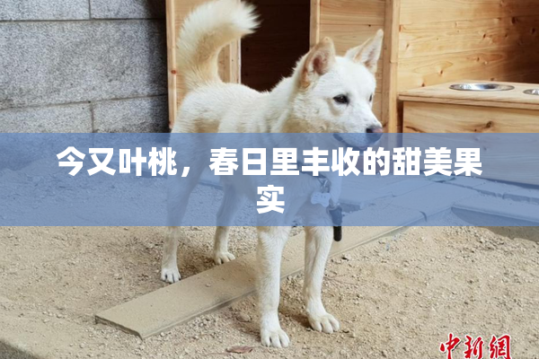 今又叶桃，春日里丰收的甜美果实