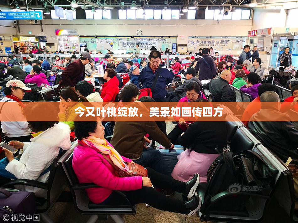 今又叶桃绽放，美景如画传四方