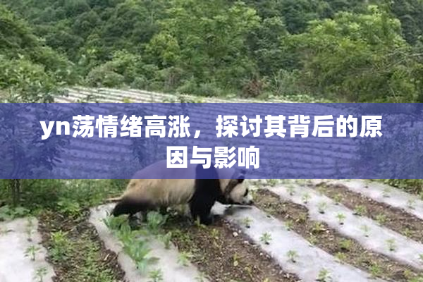 yn荡情绪高涨，探讨其背后的原因与影响